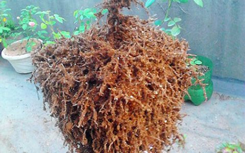 藤本月季什么时候换盆,最佳换盆移栽时间