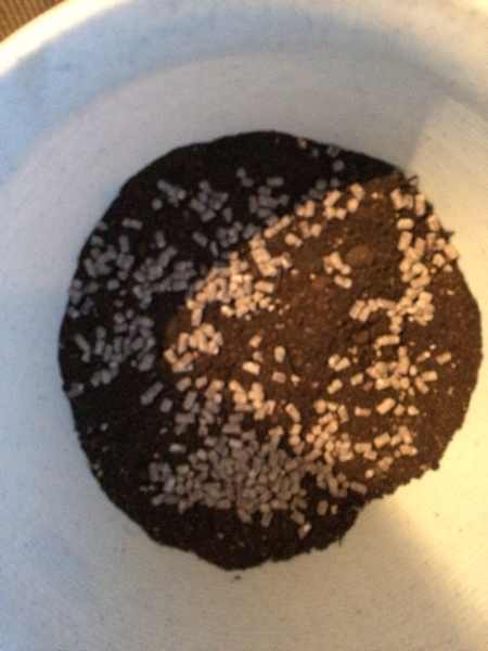 藤本月季什么时候换盆,最佳换盆移栽时间