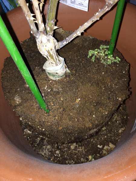 藤本月季什么时候换盆,最佳换盆移栽时间