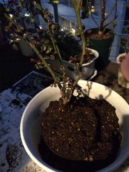 藤本月季什么时候换盆,最佳换盆移栽时间