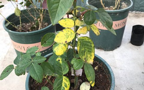 藤本月季地栽好还是盆栽好