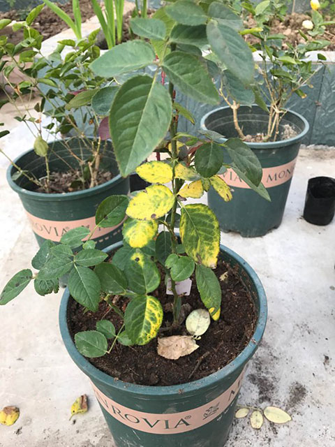 藤本月季地栽好还是盆栽好