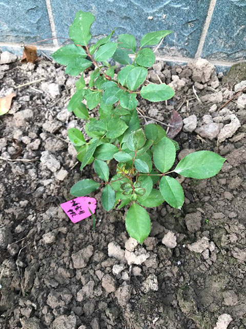 藤本月季地栽好还是盆栽好