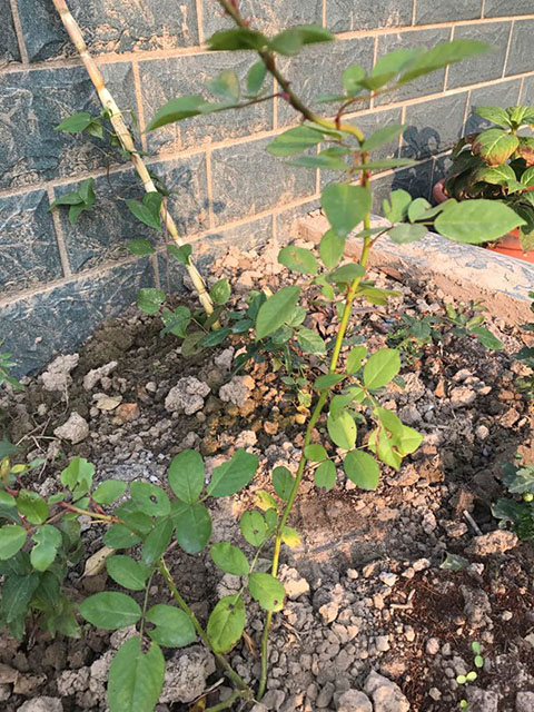 藤本月季地栽好还是盆栽好