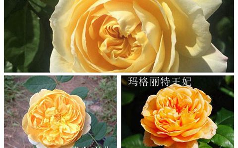 黄金庆典、欢笑格鲁吉亚和玛格丽特王妃怎么区分