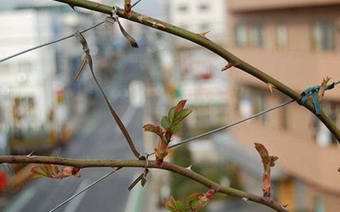 嫁接的藤本月季能开多少年