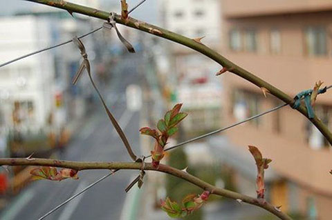 嫁接的藤本月季能开多少年