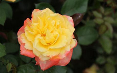 光谱月季能开几季，是多季吗