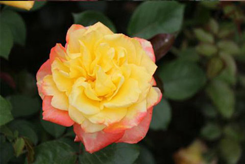 光谱月季能开几季，是多季吗