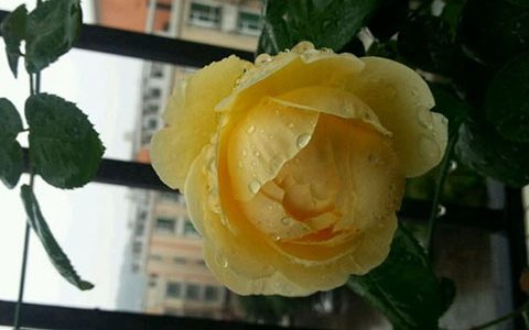 夏洛特夫人和夏洛特有什么区别(多图对比)