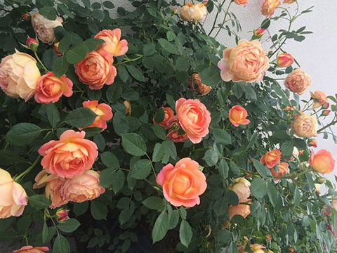 夏洛特夫人和夏洛特有什么区别(多图对比)