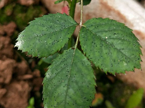 月季叶子上面出现好多点点 ,是怎么回事 月季叶子上面出现好多点点 ,是怎么回事