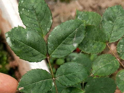 月季叶子上面出现好多点点 ,是怎么回事 月季叶子上面出现好多点点 ,是怎么回事