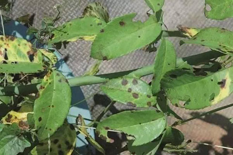 月季叶子上面出现好多点点 ,是怎么回事 月季叶子上面出现好多点点 ,是怎么回事