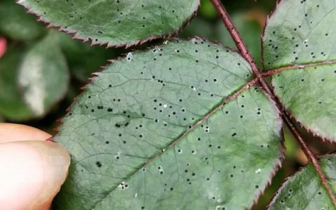 月季叶子上面出现好多点点 ，是怎么回事