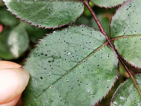 月季叶子上面出现好多点点 ,是怎么回事 月季叶子上面出现好多点点 ,是怎么回事