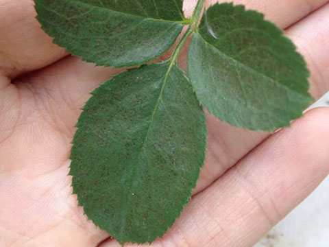 月季叶子上面出现好多点点 ,是怎么回事 月季叶子上面出现好多点点 ,是怎么回事