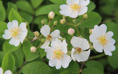 藤本月季和蔷薇有哪些不同，如何区分