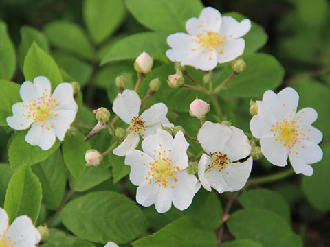 藤本月季和蔷薇有哪些不同，如何区分