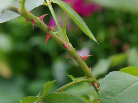 藤本月季和蔷薇有哪些不同，如何区分