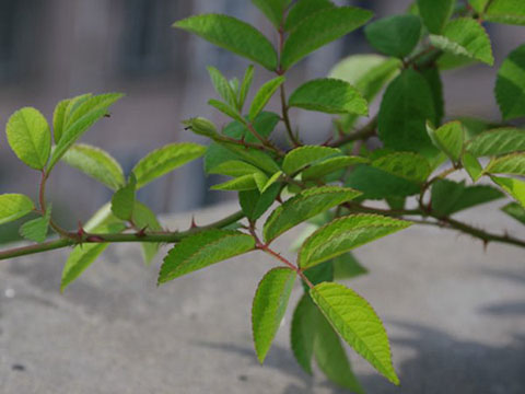 藤本月季和蔷薇有哪些不同，如何区分