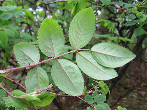 藤本月季和蔷薇有哪些不同，如何区分