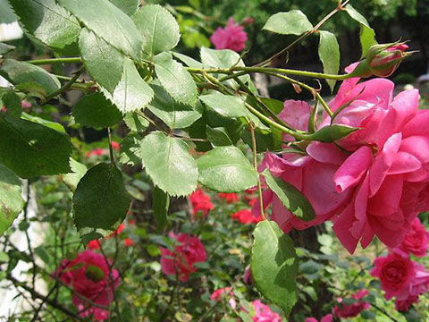 藤本月季和蔷薇有哪些不同，如何区分