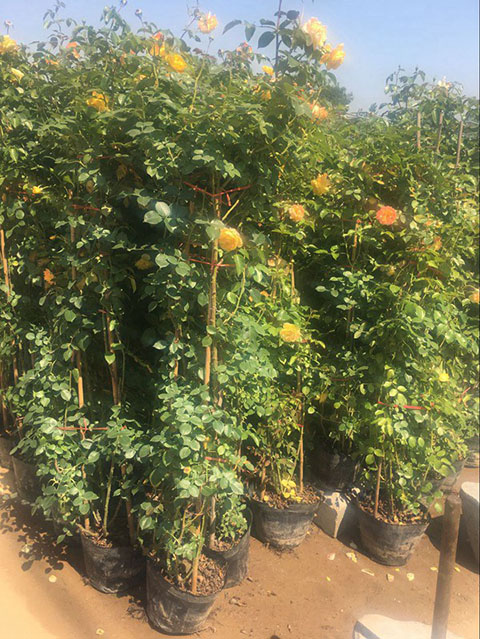 藤本月季变绿巨人不开花的原因 藤本月季变绿巨人不开花的原因