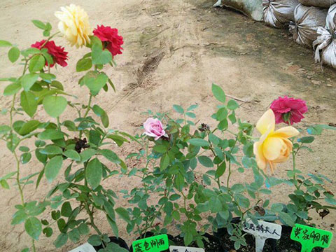 藤本月季变绿巨人不开花的原因 藤本月季变绿巨人不开花的原因