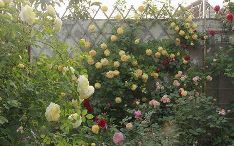 藤本月季变绿巨人不开花的原因