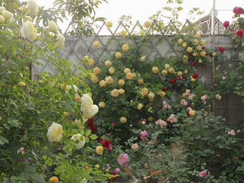 藤本月季变绿巨人不开花的原因 藤本月季变绿巨人不开花的原因