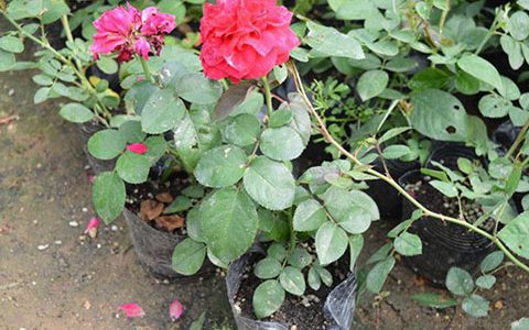 什么叫藤本月季激素苗