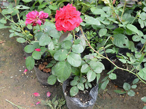 什么叫藤本月季激素苗