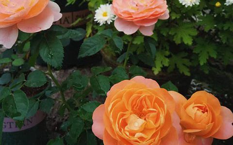 橙色月季花代表什么意思(橙色月季花的花语)