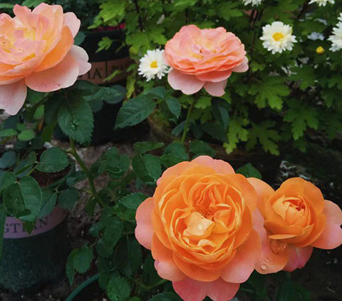 什么叫藤本月季激素苗