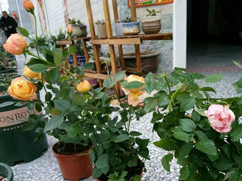 什么叫藤本月季激素苗