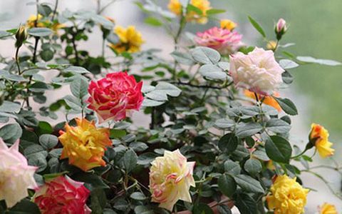 藤彩虹真的那么不受欢迎（彩虹藤为什么不受欢迎的原因）