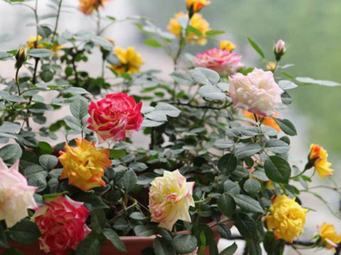 藤彩虹真的那么不受欢迎(彩虹藤为什么不受欢迎的原因) 藤彩虹真的那么不受欢迎(彩虹藤为什么不受欢迎的原因)