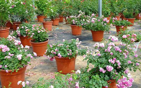 盆栽、地栽、美植袋月季有什么区别