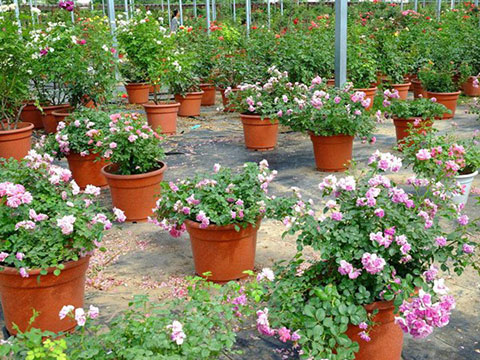 盆栽、地栽、美植袋月季有什么区别