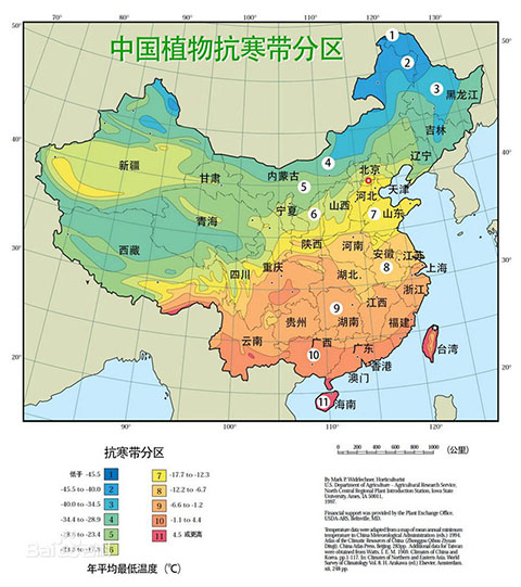 藤本月季耐寒吗（藤本月季耐寒性分区表）