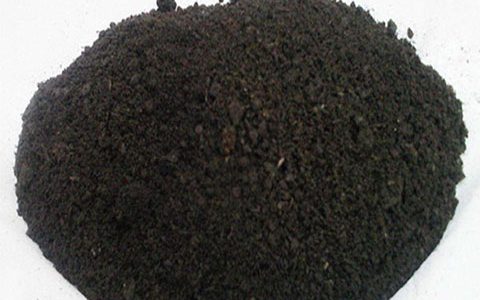 新鲜的鸡粪可以用来种藤本月季吗