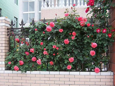 藤本月季花墙用什么材料搭