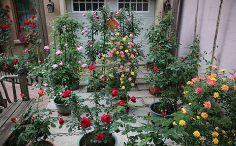 藤本月季花墙用什么材料搭