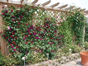 藤本月季种植间距是多少,几米一棵合适 藤本月季种植间距是多少,几米一棵合适