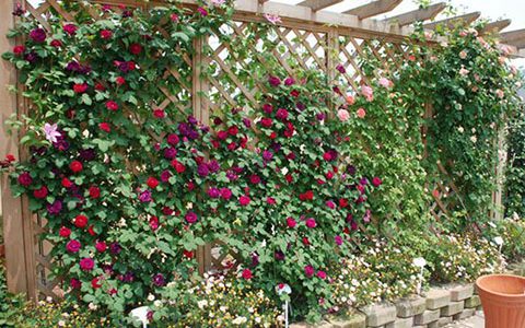 藤本月季需不要强剪