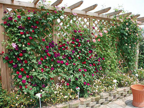 藤本月季花墙用什么材料搭