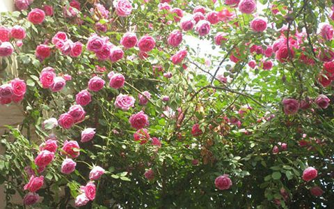 藤本月季可以生长多少年