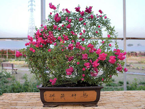 藤本月季盆栽用多大的盆合适 藤本月季盆栽用多大的盆合适