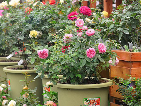 藤本月季盆栽用多大的盆合适 藤本月季盆栽用多大的盆合适